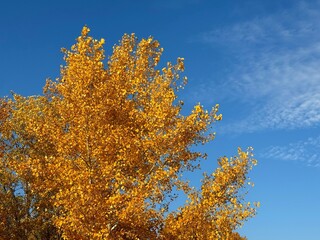 Naklejka premium Autumn yellow golden foliage aspen tree against sky.