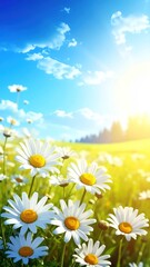 Bright daisies bloom in a summer field under a vibrant blue sky with scattered clouds, sunlight radiating on the horizon