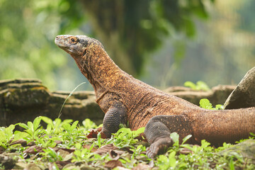 A large Komodo dragon walks on the ground among the green plants and rocks