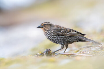 Female Red-winged Blackbird (Agelaius phoeniceus) Standing on Ground in Natural Habitat