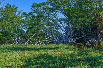 大台ヶ原山で見た独特の形をした枯れた倒木の情景
