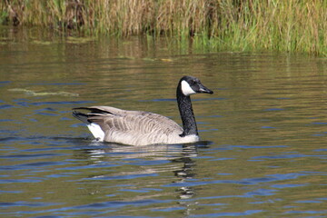 canadian goose swimming