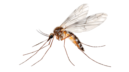 dragonfly on white background