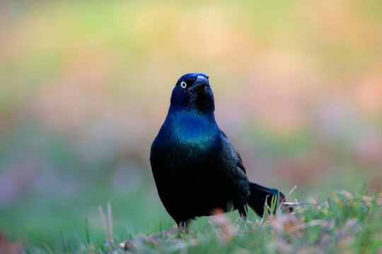 Common grackle standing on grass with iridescent plumage, close-up wildlife bird portrait