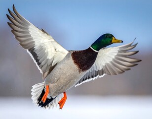 Obraz premium Mallard in flight over snowy landscape