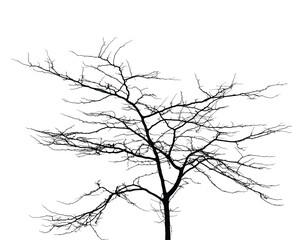 Silhouette of bare tree with branches isolated on white. Black and white vector illustration
