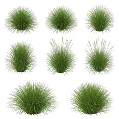 Ornamental Grass Clumps on a Checkered Background Displaying Various Green Shades and Textures for Landscaping and Garden Design Projects with Natural Elements