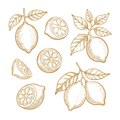 Hand drawn lemon vector illustration with leaves and slices for design elements and healthy food concept