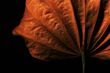 autumn leaf on black background