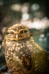 Portrait of a Burrowing Owl with Half-Closed Eye in Natural Light