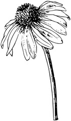 Elegant hand drawn echinacea flower sketch bringing natural beauty and botanical charm to any design project with artistic flair.