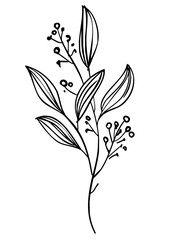 Elegant botanical line art of delicate leaves and berries, perfect for organic branding and natural designs