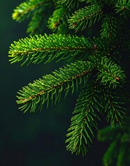 Close-up on a verdant evergreen branch. The needles are sharp and textured, contrasting against a dark, blurred background, emphasizing depth
