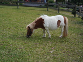 Miniature pony grazing on green grass in a farm paddock, brown and white spotted small horse outdoors.
