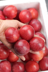Fresh Red Plums in Hand - Premium Quality Stone Fruit from Container