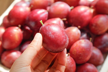 Fresh Red Plums in Hand - Healthy Organic Fruit Selection