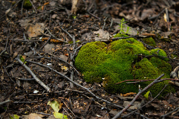 Green Moss Patch on the Forest Floor