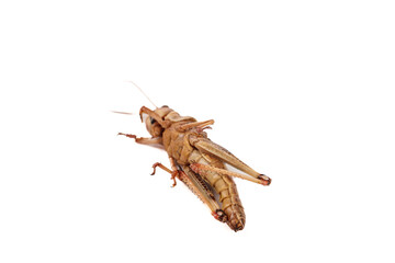 Fresh Grasshoppers from Shandong China Farm on White Background