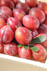 Fresh Red Chilean Prunes in Wooden Crate - Premium Imported Stone Fruit with Leaves