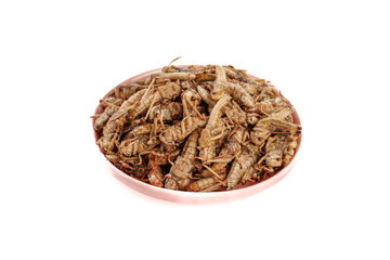 Fresh Shandong Province Farm Locusts in Bowl - Traditional Asian Protein Food Ingredient