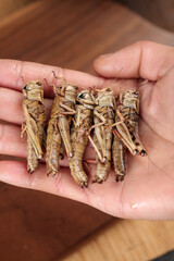 Fresh Fried Locusts in Hands - Traditional Shandong China Farmer Market Grasshopper Delicacy Sustainable Protein Food