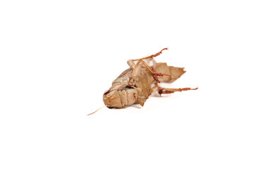 Fresh Grasshopper Insect from Shandong China - Traditional Food and Farming