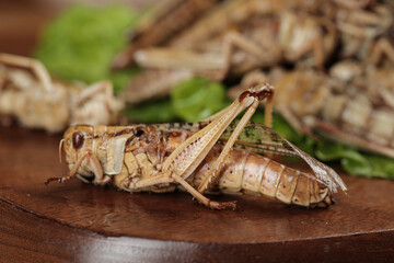 Fresh Grasshoppers on Wood Display Shandong China Traditional Food Market Farmer Show Edible Insects Asian Cuisine