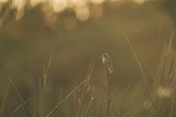 bird