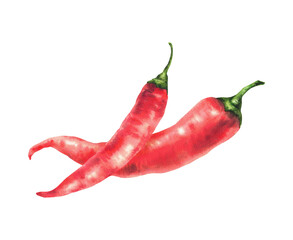 Red hot chili pepper watercolor hand drawn illustration. Fresh raw organic two cayenne peppers realistic clipart. Spicy vegetables for food spices label, sauces, menu, recipe. Isolated from background
