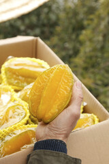 Fresh Ripe Yellow Peach Harvest in Cardboard Box - Zhangzhou Fujian China Fruit Production