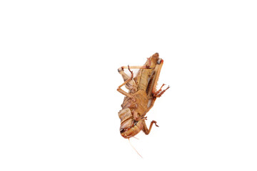 Fried Grasshopper Locusts Shandong Traditional Cuisine White Background Edible Insects