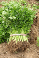 Fresh Watercress Bundles Harvested by Hunan Mountain Farmers on Fertile Ground
