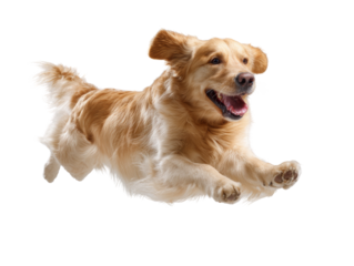 Golden retriever with exuberance in midair, embodying freedom on transparent setting
