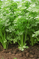 Fresh Wild Watercress Patch Growing in Mountain Garden Soil