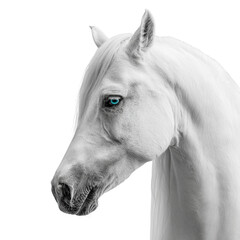 Ethereal equine portrait with vibrant eyes on an isolated transparent space
