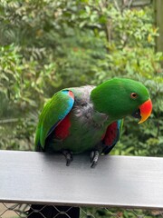 Singapore Jul. 2025 A portrait of a beautiful Parrot in bird paradise singapore