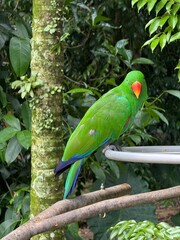 Singapore Jul. 2025 A portrait of a beautiful Parrot in bird paradise singapore