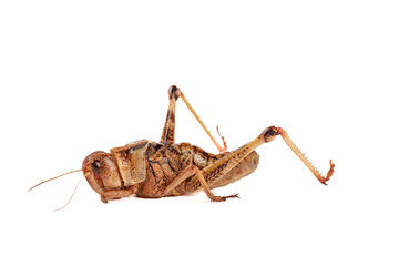 Fresh Grasshopper Insect from Shandong China Isolated on White Background