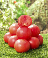 Fresh Red Tomatoes Picked and Sliced Showing Juicy Flesh on Green Moss in Natural Garden Setting