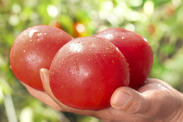 Fresh Picked Tomatoes in Hands - Organic Garden Harvest from Provence France