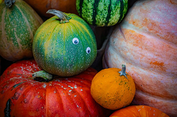 Autumn Pumpkin Patch at Ueno Farm, Hokkaido, Japan – Fall Harvest Landscape