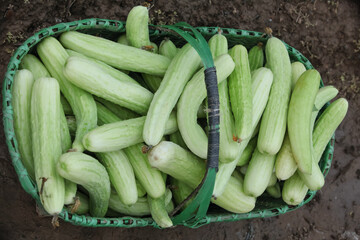 Fresh White Jade Cucumbers in Basket - Greenhouse Harvest Haiyang Shandong China