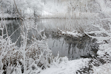 A quiet winter pond surrounded by reeds and bushes covered in snow, with reflections on the still water creating a peaceful, frosty scene.