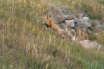 Fox running in the field