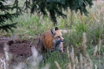 red fox in the wild