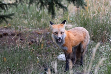 red fox in the wild