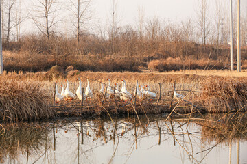 White Geese Flock Resting by Pond in Autumn Wetland with Golden Reeds and Reflections