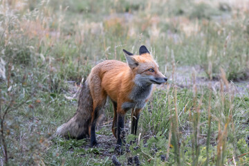 red fox in the wild