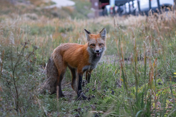 red fox in the wild
