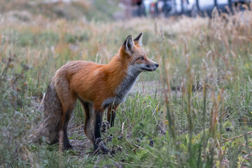 Fototapeta premium red fox in the wild